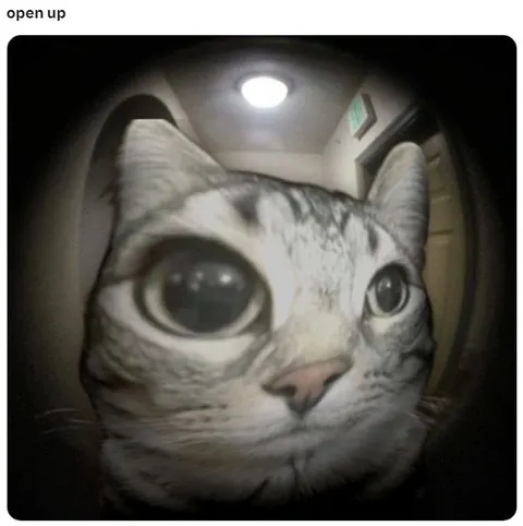 Open Up Cat