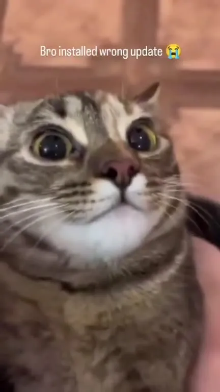 Cat Installed the Wrong Update