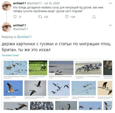 Goose миграции и гуси