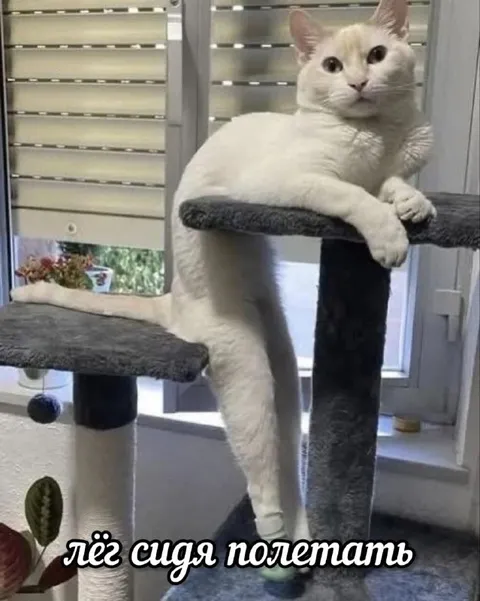 Кот лёг сидя полетать