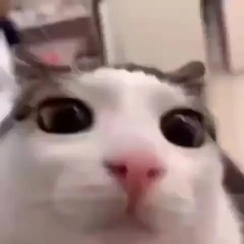 Кот смотрит в душу