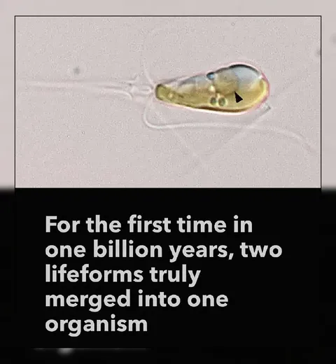 Two Lifeforms Merge