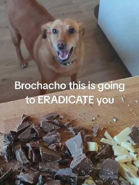 Dog Threatens Chocolate Eaters