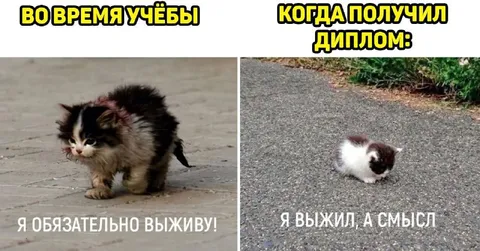 Учёба и диплом