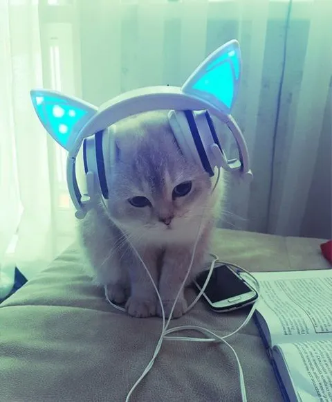 Кот в светящихся наушниках