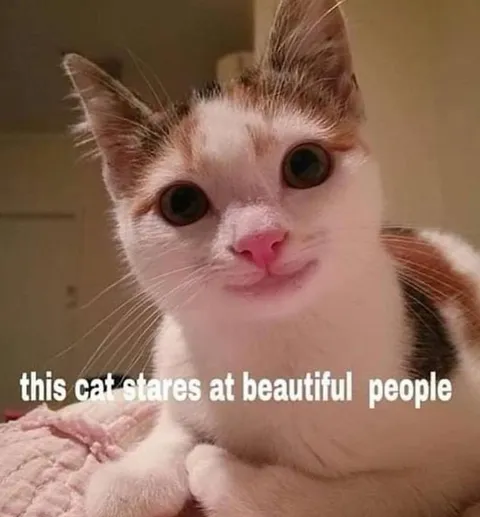 Cat Stares at Beautiful People