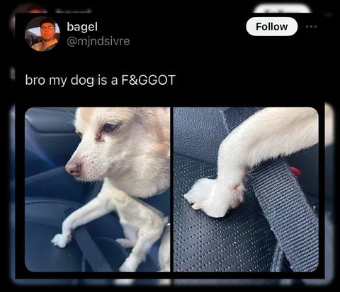 My Dog Is a F&GGOT