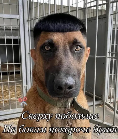 Короткая стрижка по бокам