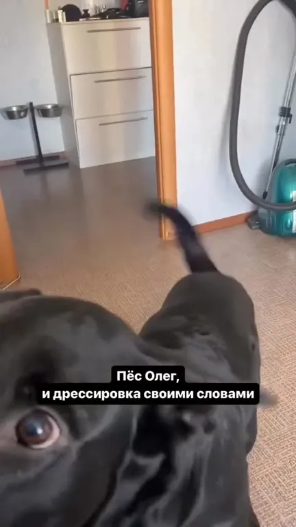 Пёс Олег проходит дрессировку