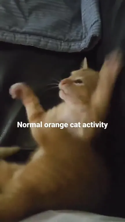 Normal Orange Cat Activity
