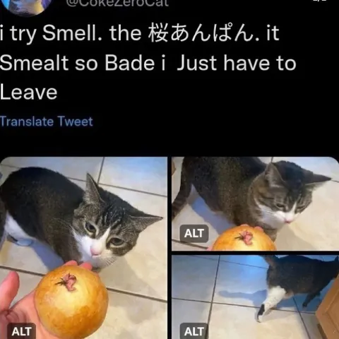 Cat Smells Sakura Anpan