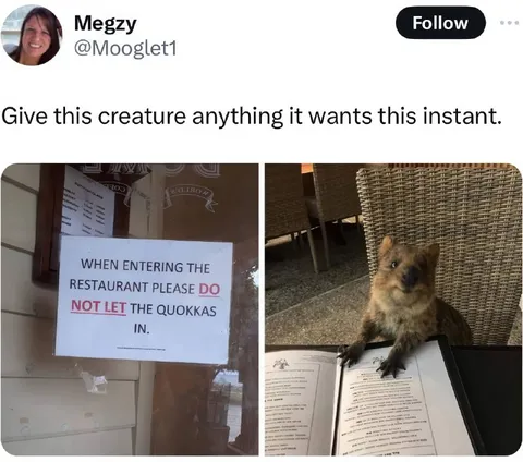 Quokka Restaurant Takeover