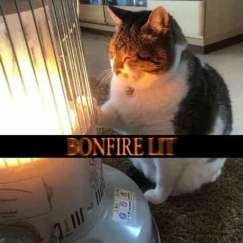 Bonfire Lit Cat