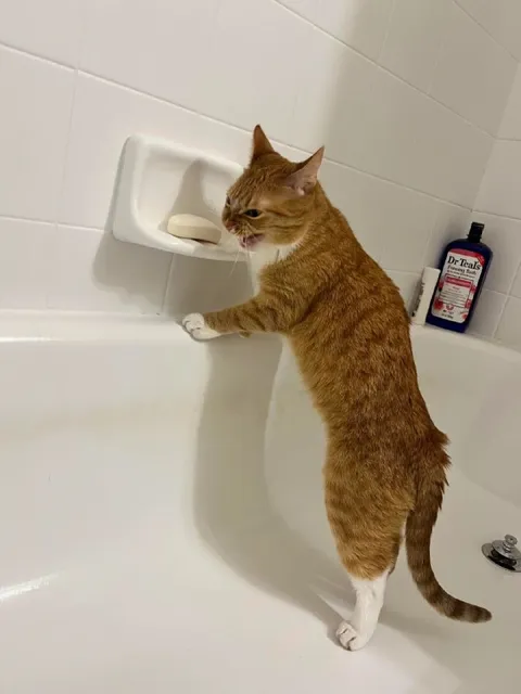 Cat Bathing With Soap