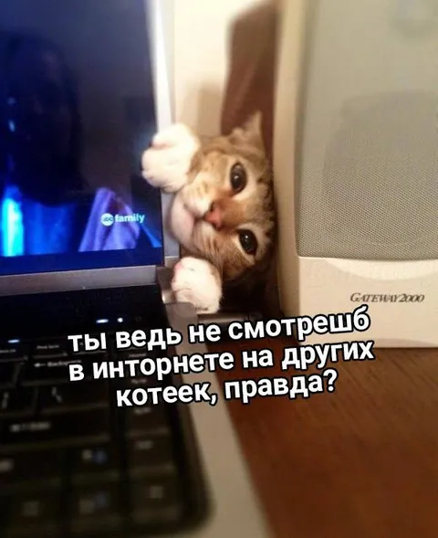 Ревнивый кот проверяет интернет