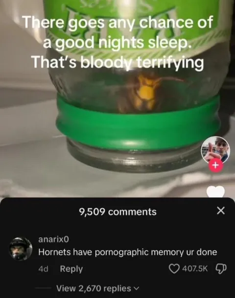 Hornets Have Pornographic Memory