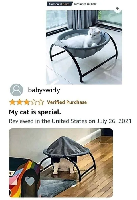 My Cat Is Special Review