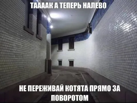 Котята прямо за поворотом