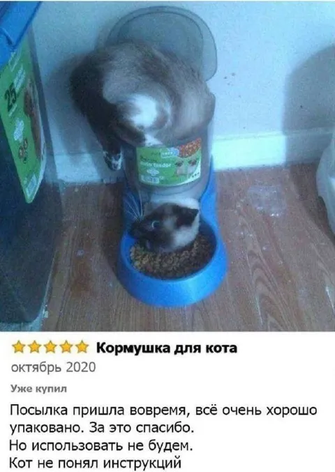 Кот не понял инструкций