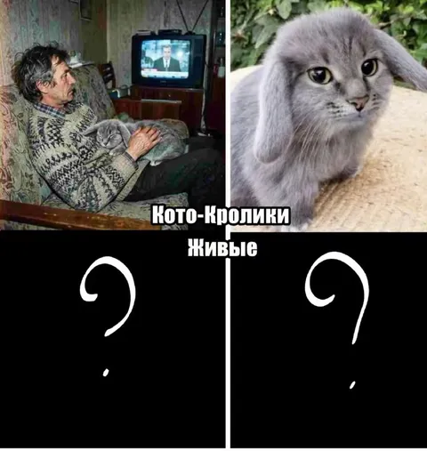 Кото-кролики живые