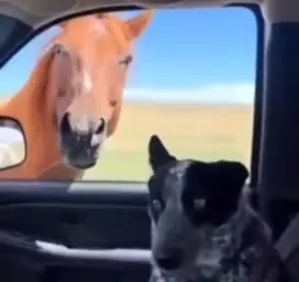 Лошадь заглянула в машину