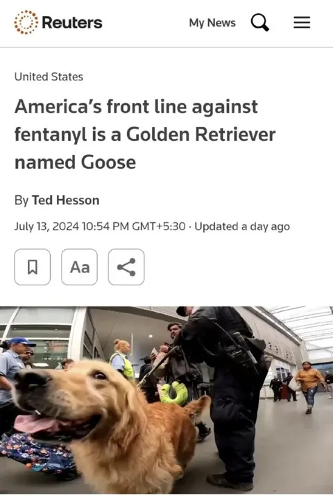 Golden Retriever Against Fentanyl