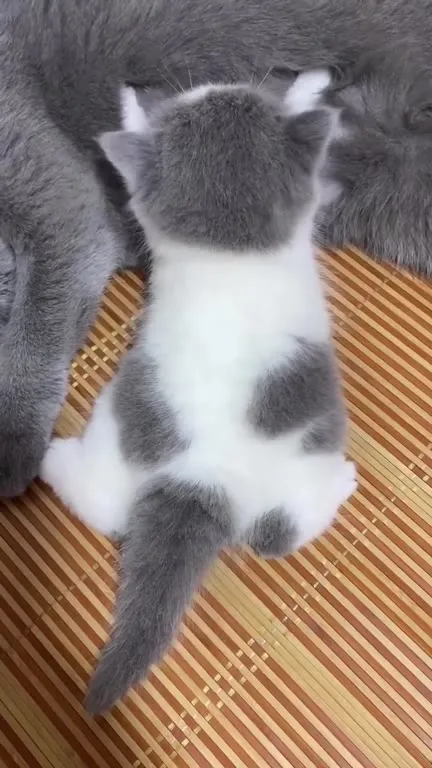 Котёнок между большими котами