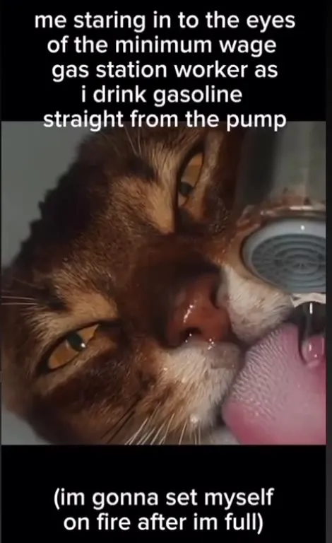Cat Drinks Gasoline at the Pump