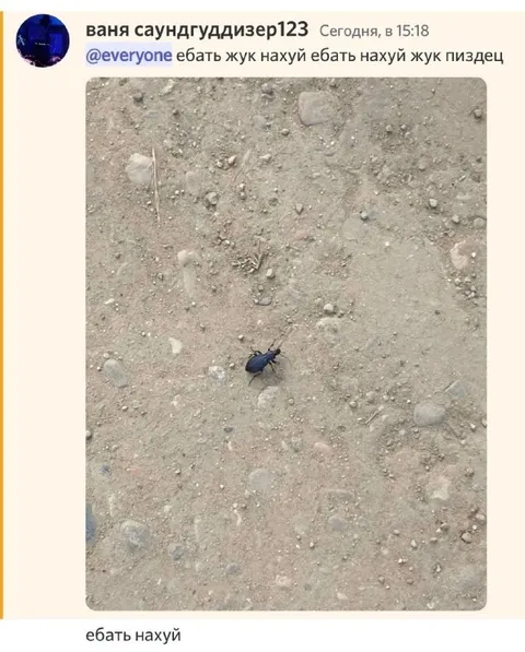 Ебать нахуй жук
