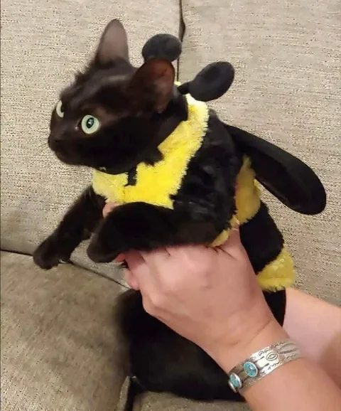 Кот в костюме пчелы
