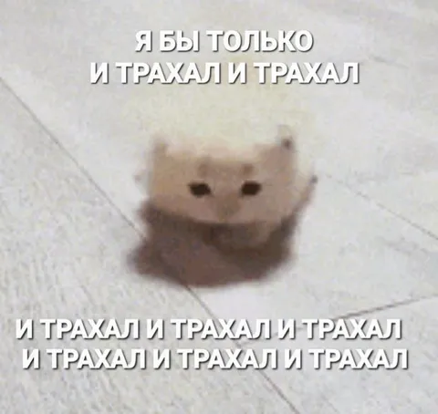 Кот только трахал бы