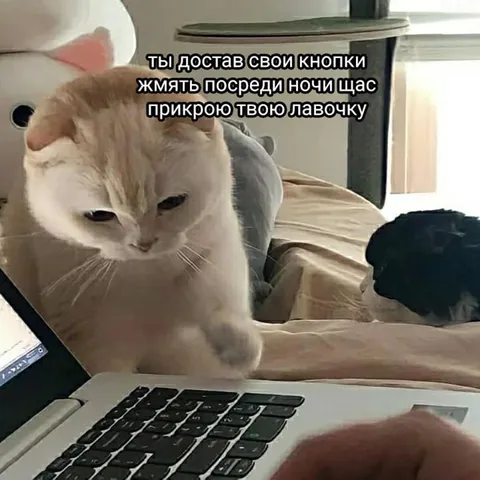 Кот закрывает ночную лавочку