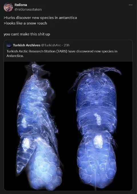 Turkish Snow Roach Discovery