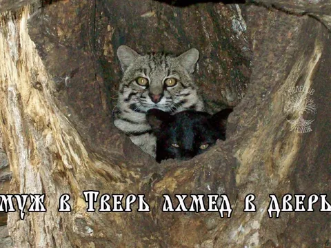 Ахмед в дереве