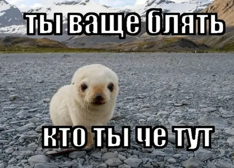 Ты ваще блять кто ты че гул