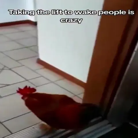 Rooster Takes the Elevator