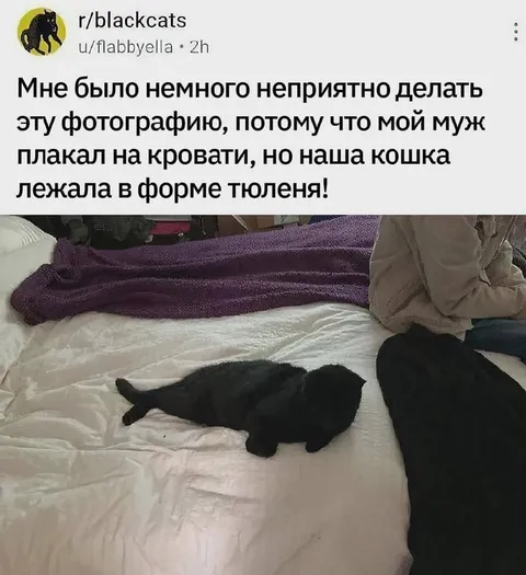 Кошка в форме тюленя