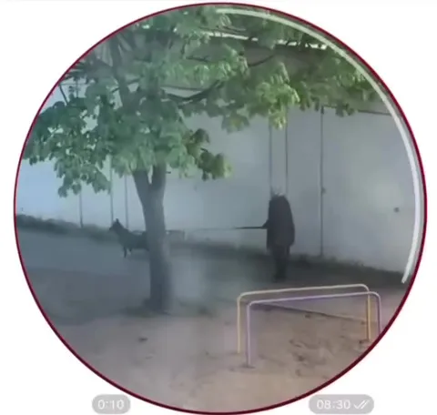 Человек выгуливает невидимую собаку