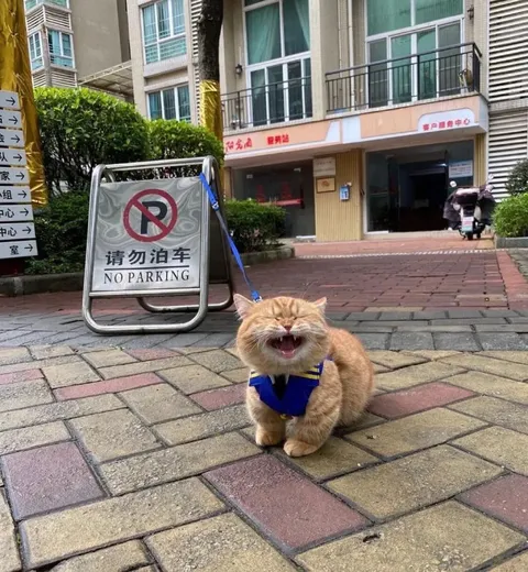 请勿泊车旁的开心猫