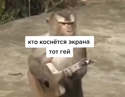 Обезьяна крутится с гитарой