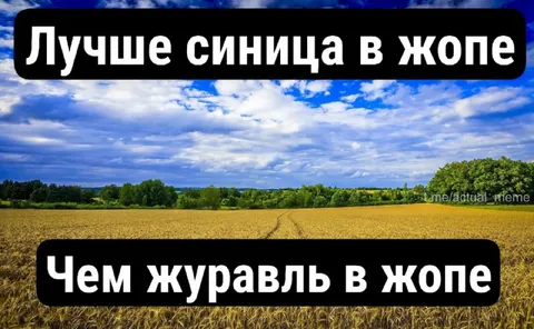 Лучше синица в жопе