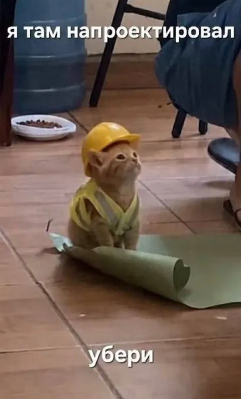Кот-прораб с чертежом