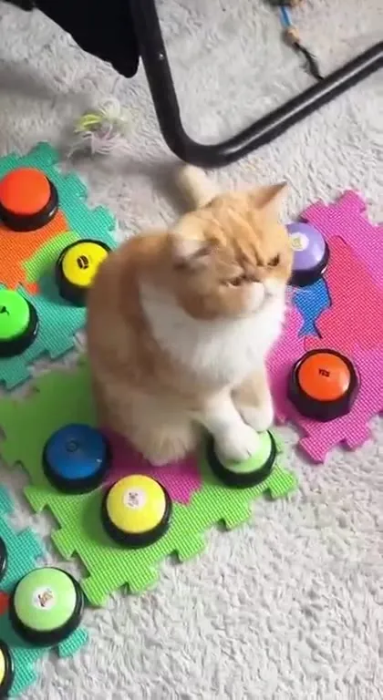 Котик, ты почему хватит