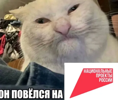 Кот повёлся на национальные проекты
