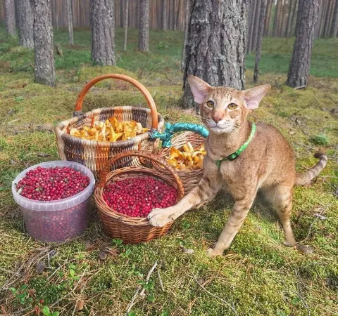 Кот собрал урожай в лесу