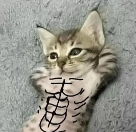 Котёнок с нарисованными мышцами