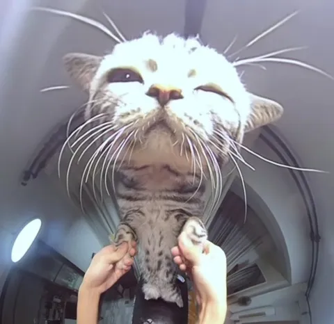 Кот с безумным лицом