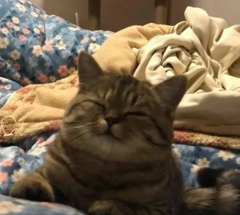 Довольный кот на кровати