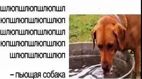 Пьющая собака читает шлпю