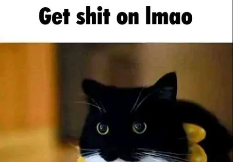 Get Shit On Lmao Cat